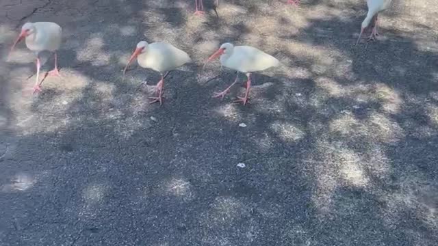 Feed the animals And you must chant the lords name that’s the ages input