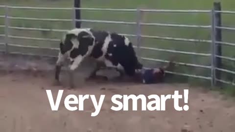Never Tease The Bull