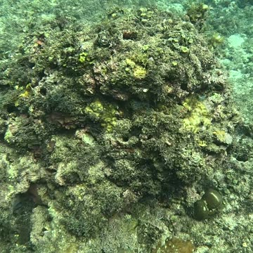 A Morning Snorkeling Adventure