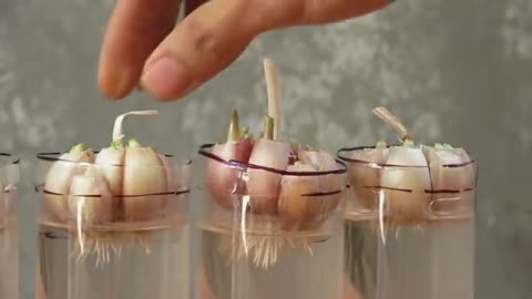 How to grow garlic easy trick in plastic bottles and large leaves