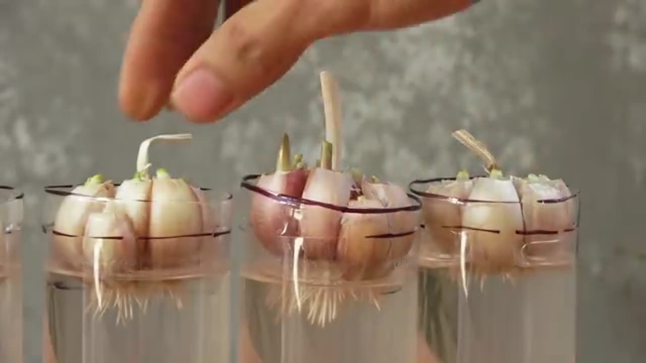 How to grow garlic easy trick in plastic bottles and large leaves