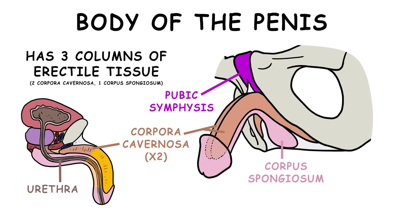 ANATOMY OF THE PENIS