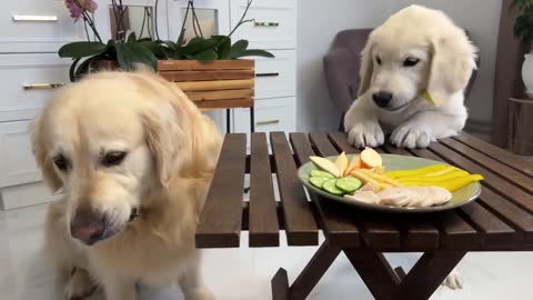 Impatient Baby Puppy and Golden Retriever Reviews Food