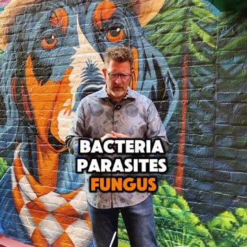 Do Root Canals Cause Cancer? 🦷