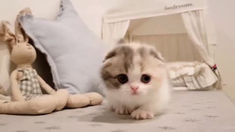 😍 The Ultimate Cute Cat Video to Brighten Your Day