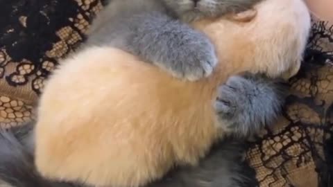 Cute cat hugg her baby kitten 🐈🐾