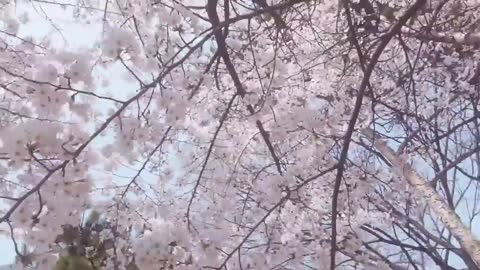 Beautiful April Spring, Cherry Blossom Fluttering with Sunlight - In Korea