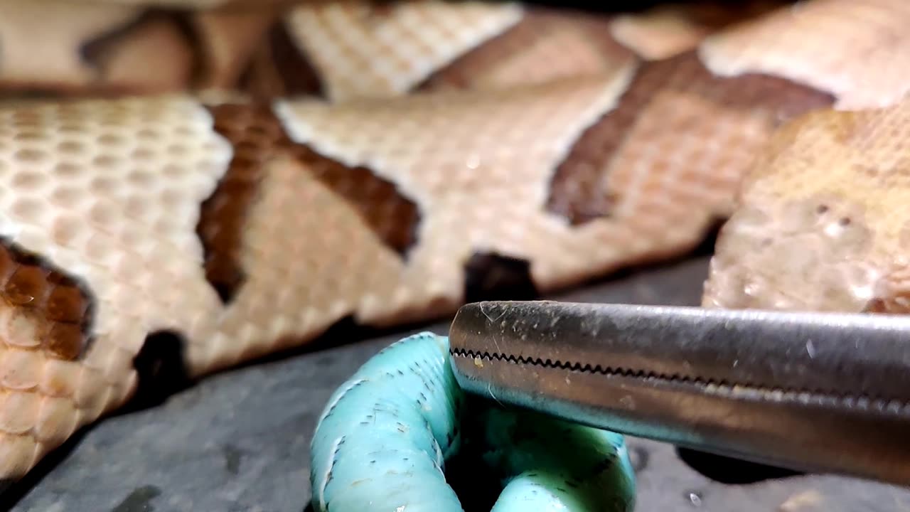 Copperhead eating a hornworm!