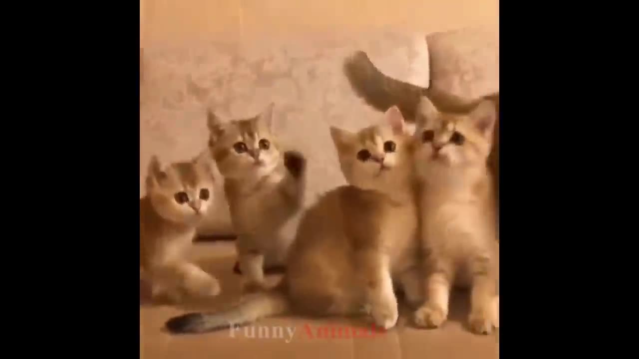 Kitten play activity