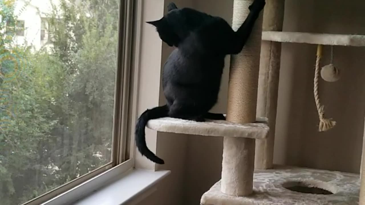 20240729 075320 Tux Cat Tree Ball Busting