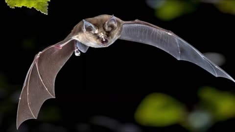 ciekawostek ze świata przyrody