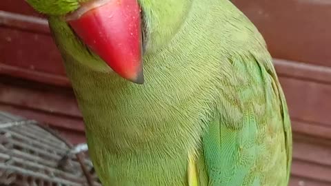 A parrot talk mummy roti # trending