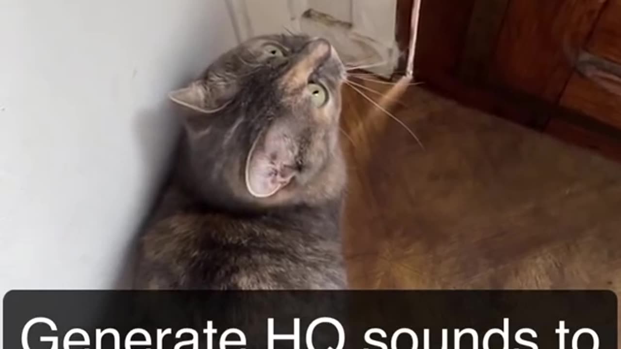 Sounds that attract cats - Meow to make cats come to you