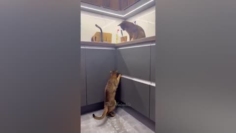 Funny animal