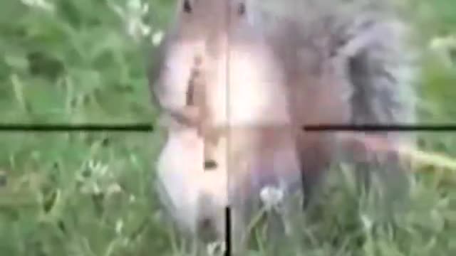 Dog target to kill the rabbit.