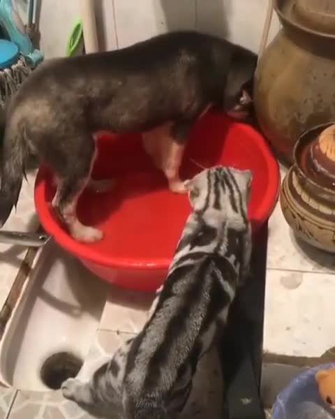 This Dog Is Having A Fit Until The Boss Straightens It Out