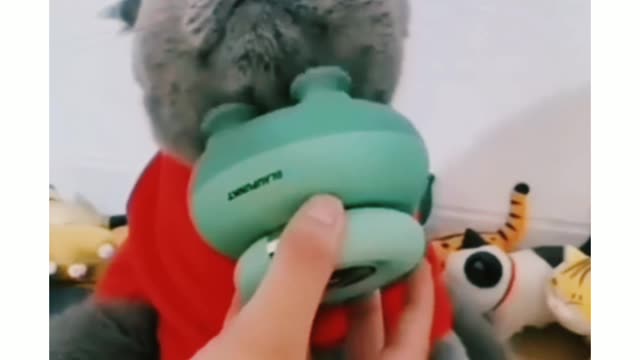 Cute cat video