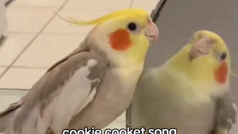 Cookie Sing Bird