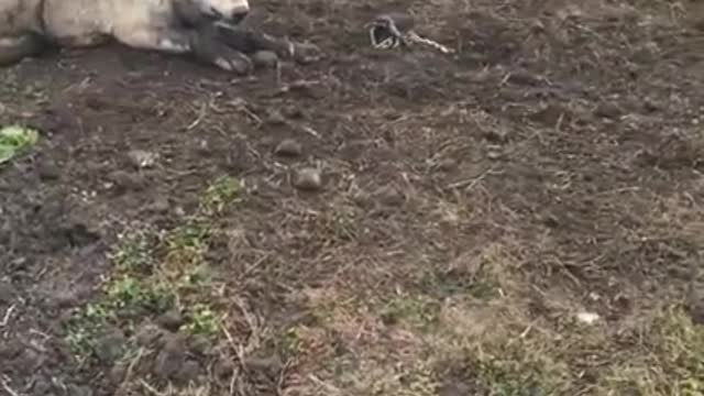 Timber Wolf released NW Minnesota