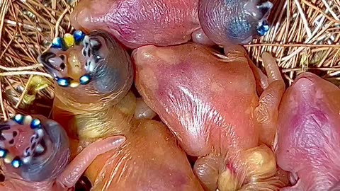 😱Breathtaking look of baby gouldian finch chicks