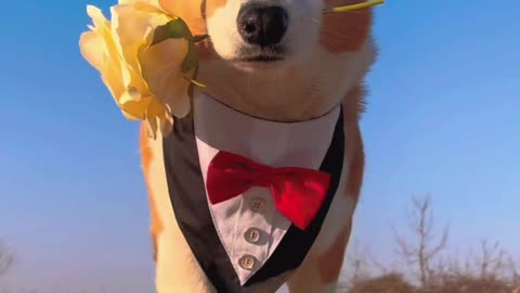 Cute dog is going to propose