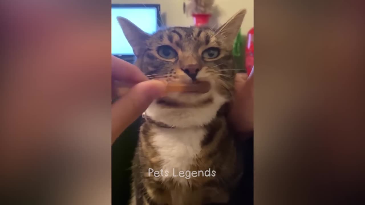 1 Hour of Funniest Animals 2023 - New 2023
