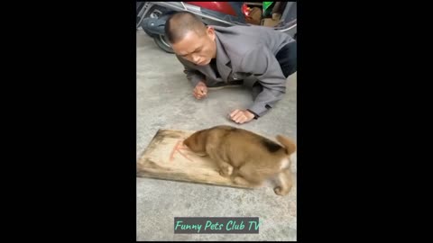 Funny Animal Videos 🤣 Funniest Cats and Dogs Videos 2024 😹🐶