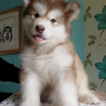 Adorable puppy head shake