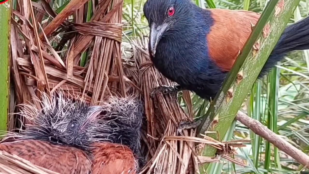 Baby bird eats a poisonous snake