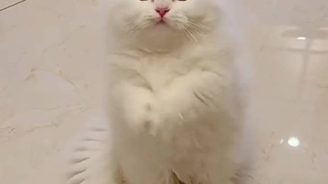 Amazing cute cats