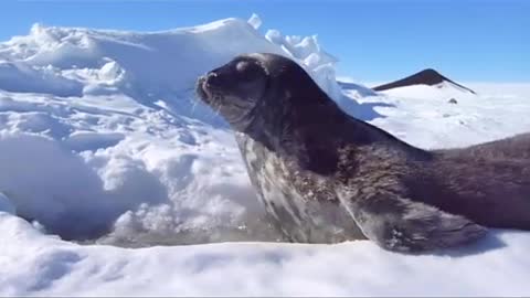 Seal Pup Surprise