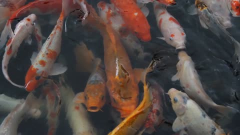 fish life koi fish