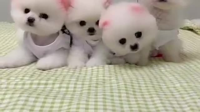 Funny Dog video😅😅