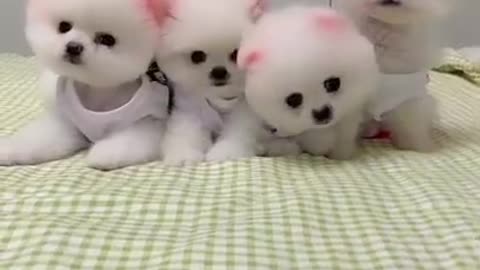 Funny Dog video😅😅