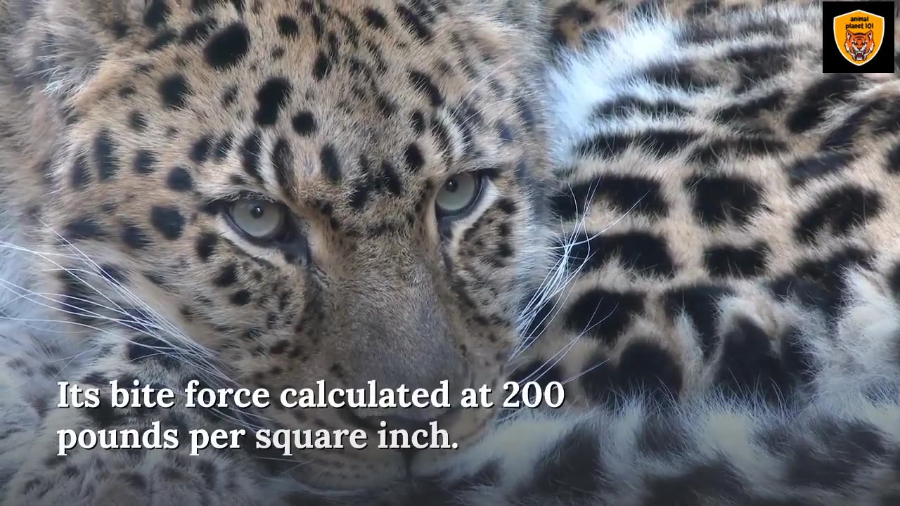 Top 10 most powerful animals