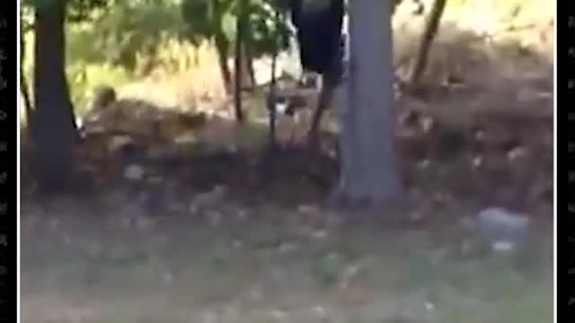 Vídeo engraçado tirolesa
