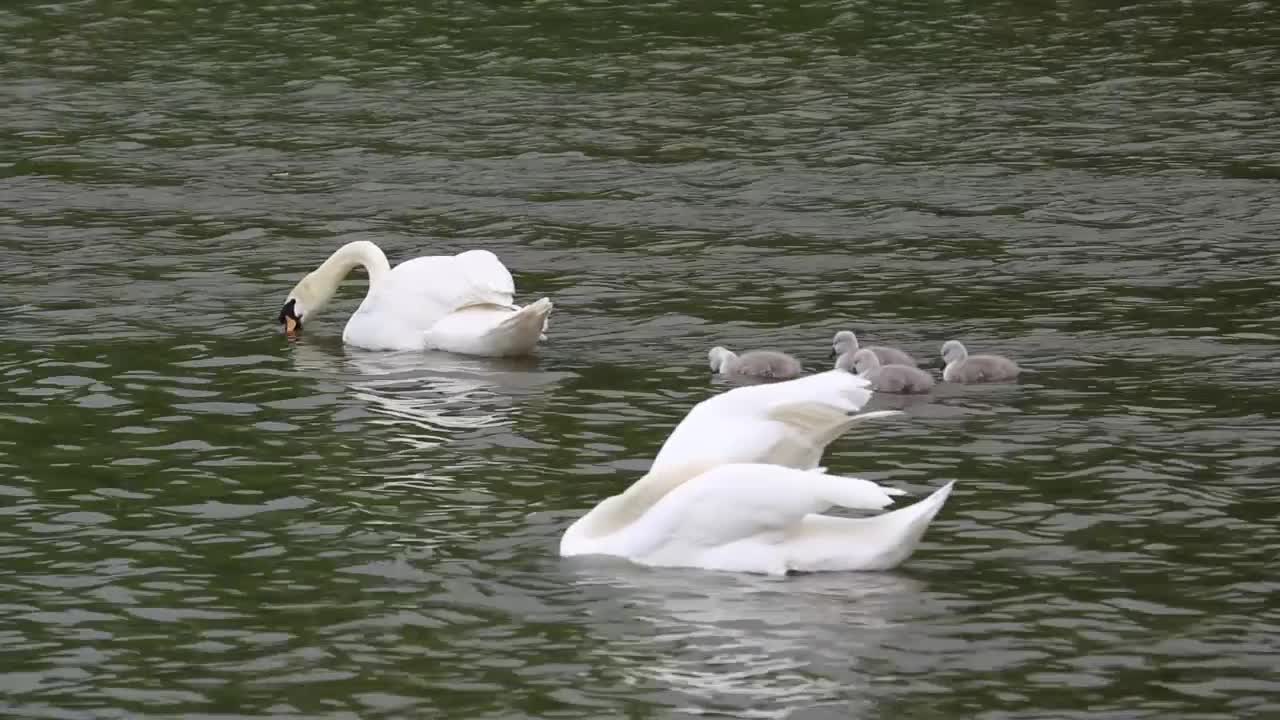 Beautiful pair of the white swan in a lake