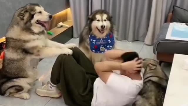 Funny video funnest cute dog and cat