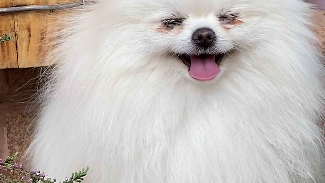 My most beautiful dog