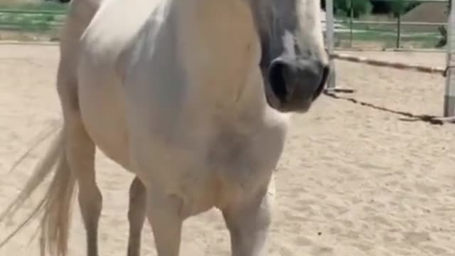 Happy time for the little animals51298228