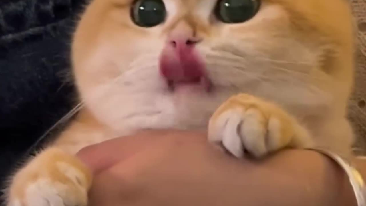 Cute cat