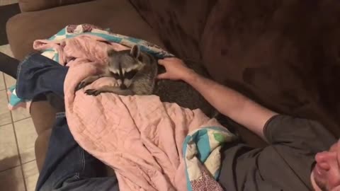 Raccoon Demands To Be Scratched Continuously