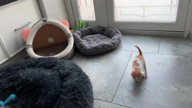 Mom Cat Shows Baby Kittens how to be friends with a Golden Retriever