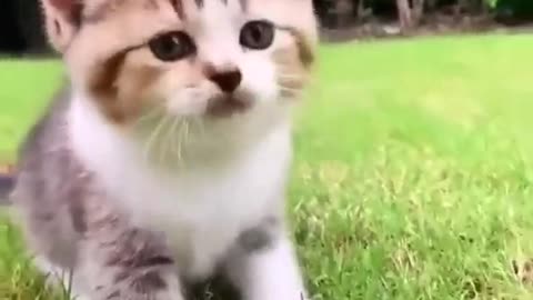 Funniest Videos 2023 😂 Funny Cats 🐱 #cute #cat #short #138