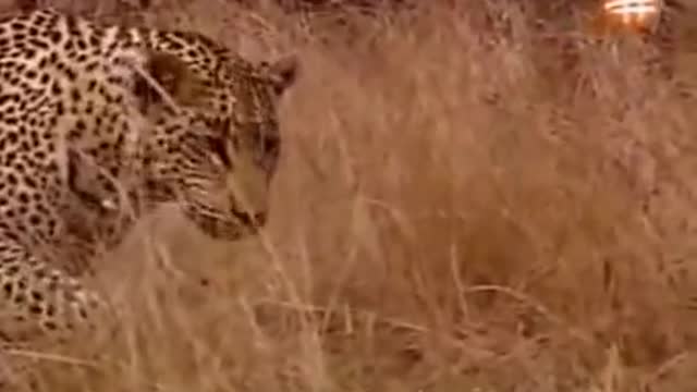 Lion and Leopard unusual friendship - animal in the park