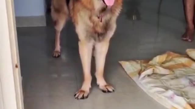 ArjunGermanShepherdDogYoulikethat