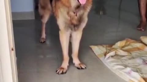 ArjunGermanShepherdDogYoulikethat