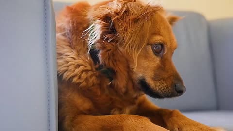 Cute dog seating on sofa