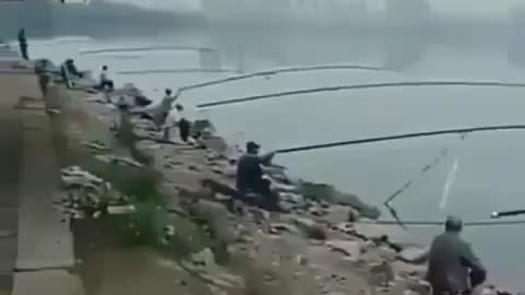 This is a beautiful and charming water-dwelling species