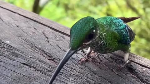 How birds drink water